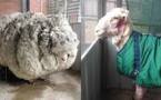 Une nouvelle vie au poil pour Chris le mouton, allégé de 40 kilos