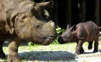Une rhinocéros de Sumatra, espèce en danger d'extinction, enceinte en Indonésie