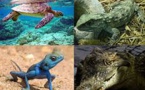 Reptiles et amphibiens: une espèce sur cinq menacée en France