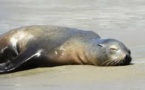 Les otaries s'échouent sur les côtes californiennes à un rythme alarmant