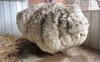 Chris le mouton au livre des records grâce à sa toison de plus de 41 kilos