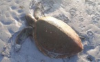 ​Une tortue verte décède après ingestion massive de plastiques