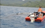 La photo de l'homme s'approchant d'une baleine en bateau daterait de 2009