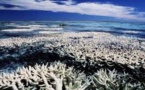 El Niño menace le corail de son pire épisode de blanchiment