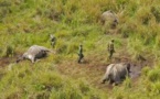 RDC : quatre fonctionnaires tués en luttant contre le braconnage d'éléphants