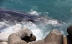 À La Réunion, gendarmes et scientifiques œuvrent à la protection des baleines