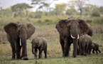 Comment les éléphants trompent le cancer