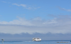 Une baleine heurte l'arrière d'un ferry qui quittait Moorea