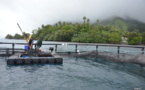 L'aquaculture, filière d'avenir pour Tahiti ?