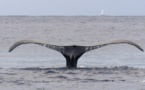 Polynésie: des baleines élisent domicile dans le port de Papeete