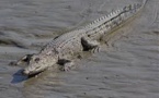 Selon une étude australienne, le crocodile marin ne dort que d'un œil