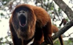 Cent ans après, des singes hurleurs reviennent dans la forêt de Rio