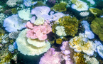 Australie: mortalité record du corail dans une partie de la Grande Barrière