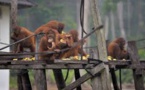 Indonésie: des orangs-outans affamés et malades fuient les feux de forêts
