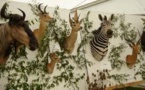 Bardot demande à Royal d'interdire l'importation des trophées de chasse
