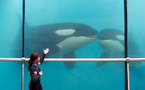 Marineland: le gouvernement s'oppose au transfert de deux orques au Japon