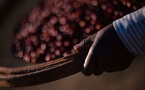 Le prix du café au plus haut depuis 50 ans, victime de la sécheresse au Brésil