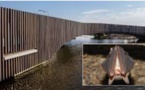 Le "batbridge", pont pour chauves-souris, construit aux Pays-Bas