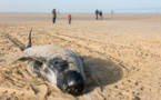 Une dizaine de baleines échouée à Calais