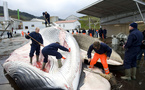 L'Islande autorise la chasse à la baleine jusqu'en 2029