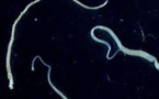Premier cas connu de cancer du ver solitaire transmis à l'homme