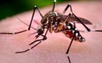 Les porteurs sains de la dengue transmettent le virus aux moustiques