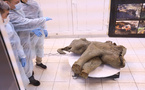 La Russie expose un petit mammouth quasi intact de 50.000 ans