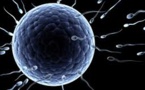 Mais pourquoi les gros animaux fabriquent des plus petits spermatozoïdes ?