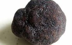 Une truffe géante de Charente en colis express pour l'Elysée