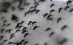 Hawaii touchée par une épidémie de dengue à partir de cas importés de Polynésie