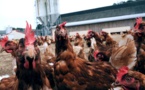 Grippe aviaire : le Pays suspend les importations de volaille française