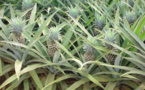 Développement de la culture d’ananas sur le plateau d'Afaaiti à la Presqu’île