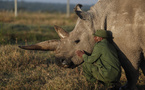 "Nous les sauverons": l'espoir de ressusciter des rhinocéros techniquement éteints