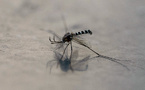 Nouvelle-Calédonie: le succès d'un programme anti-dengue permet sa suspension