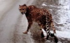 Un guépard avec un foulard égaré dans la neige de l'Ouest canadien