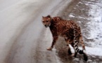Un guépard avec un foulard égaré dans la neige de l'Ouest canadien