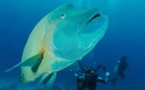 La France annonce la création prochaine de la 5ème plus grande réserve marine du monde