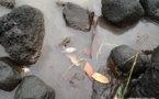 Nouveau phénomène de mortalité des poissons de la Papeava