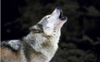 La justice interdit provisoirement la chasse au loup en Suède