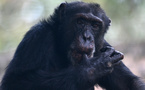 Le voyage de Yoko, le chimpanzé solitaire de Colombie, envoyé au Brésil pour retrouver des congénères