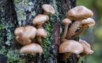 Le monde des champignons souffre de la déforestation, des engrais et du changement climatique