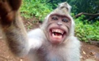 Un singe n'a pas de droits sur ses selfies, a estimé un tribunal américain