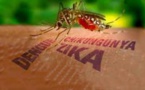 Première analyse génétique complète du virus Zika du continent américain