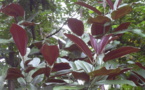 Le réchauffement climatique réduira le nombre de miconia... mais pas partout