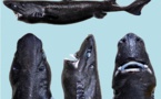 La famille des requins "s’agrandit"