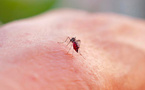 À La Réunion, le chikungunya frappe fort et vite