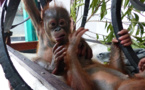 Indonésie: nouvelle vie pour un bébé orang-outan passé près de la mort
