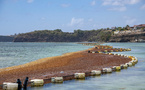 La Guadeloupe confrontée à une nouvelle arrivée massive de sargasses