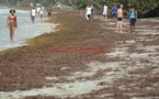 Le ramassage des algues sargasses en Guadeloupe: une priorité