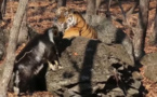 Russie: le tigre Amour s'est fâché avec le bouc Timour (vidéo)